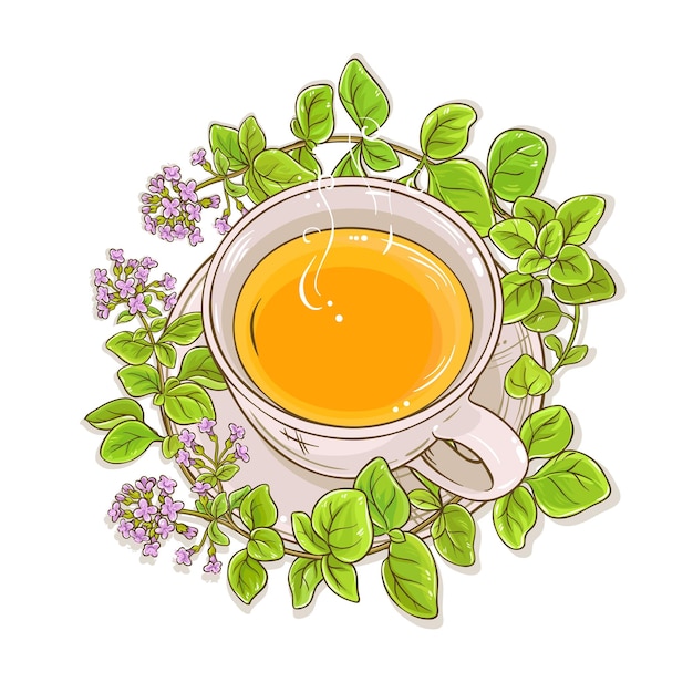 Vector oregano tea illustration