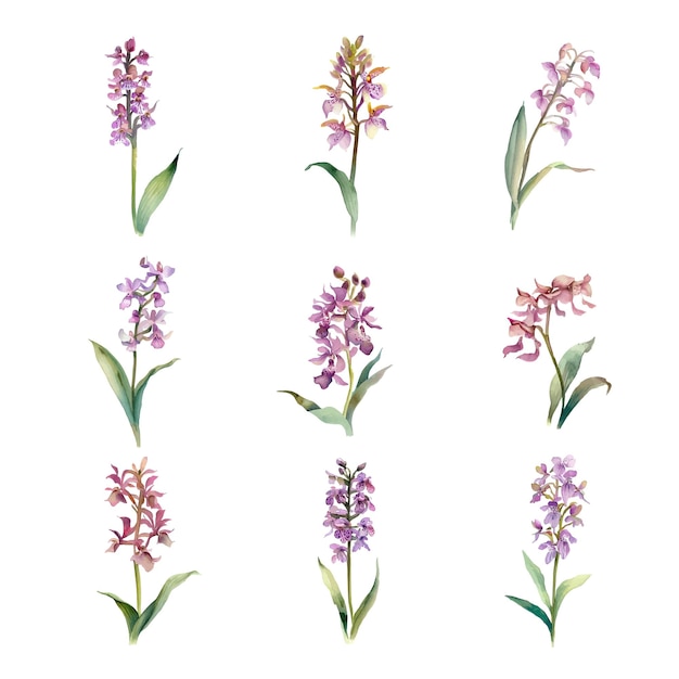 Oreorchis nepalensisacquerello giacinto fiori setacquerello illustrazione