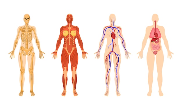 Vettore sistemi di organi del corpo umano con set di illustrazioni vettoriali. struttura del corpo della donna, sistema muscolare, sistema circolatorio con arterie e vene, scheletro su sfondo bianco. anatomia, concetto di biologia