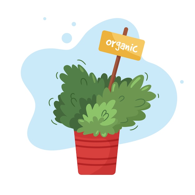 Organic culinary garden on a kitchen windowsill. potted herbs in orange flowerpot.   domestic plant in clay jar with seeds marker label.  illustration  on white.