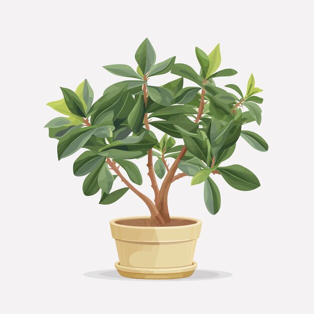 Vector organic flat houseplant collection cartoon style