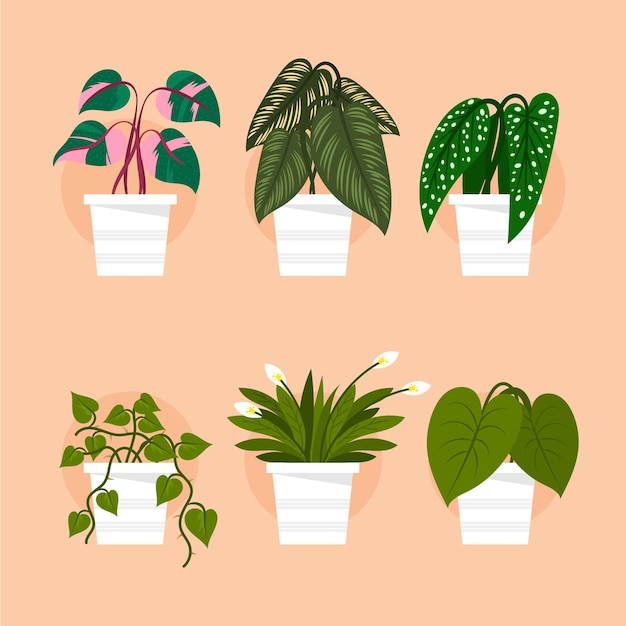 Vector organic flat houseplant collection