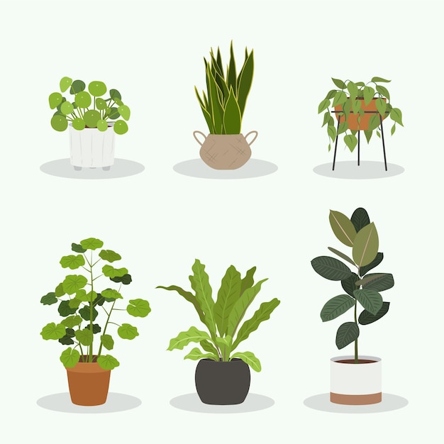 organic flat houseplant collection