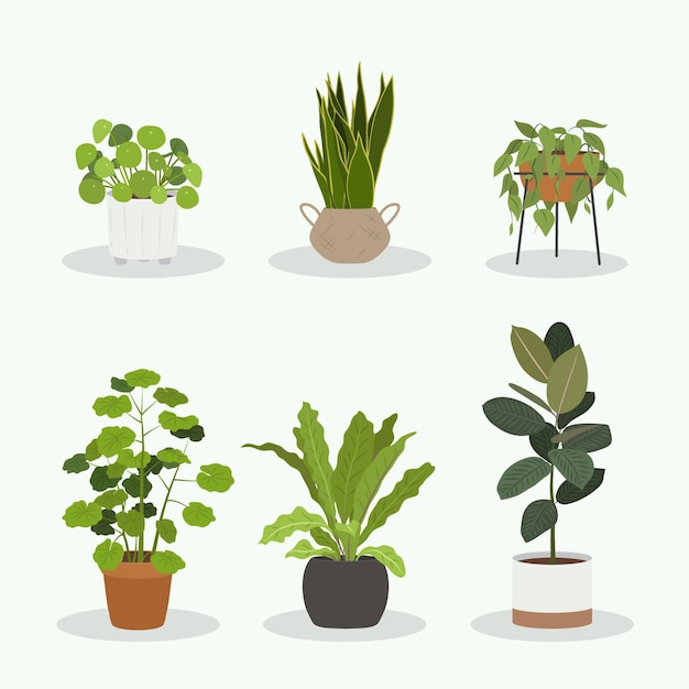 Vector organic flat houseplant collection