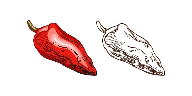 Вектор Органические продукты питания. ручной рисунок цветного и монохромного векторного эскиза болгарского перца.