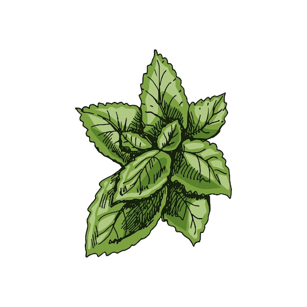 Organic food hand drawn colored vector sketch of mint leaves