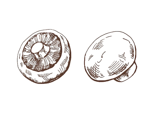 유기농 식품 Champignons의 손으로 그린 벡터 스케치 Doodle vintage illustration 장식 메뉴 카페 및 라벨 새겨진 이미지