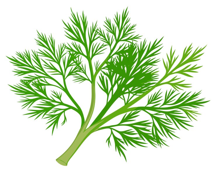 Vector organic fresh dill vector illustration