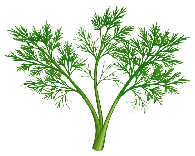 Vector organic fresh dill vector illustration