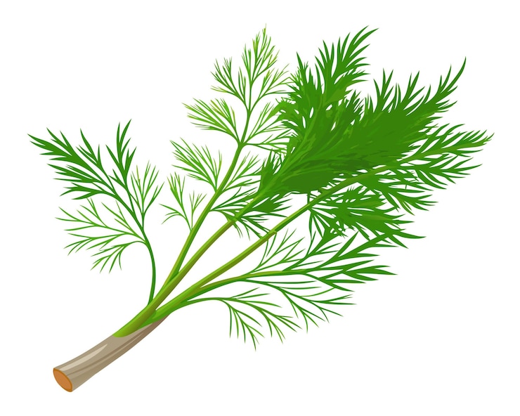 Vector organic fresh dill vector illustration