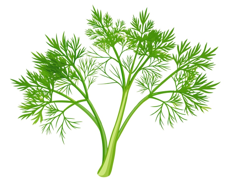 Vector organic fresh dill vector illustration