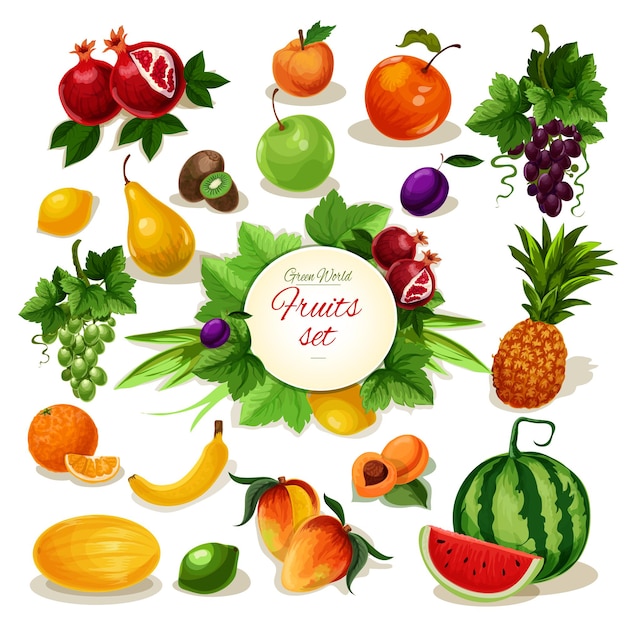 Organic fruit poster. tropical and garden apple, orange, pineapple, grape, banana and peach, mango and lemon, plum, watermelon and pear, apricot and kiwi, melon and pomegranate with leaf and vine for