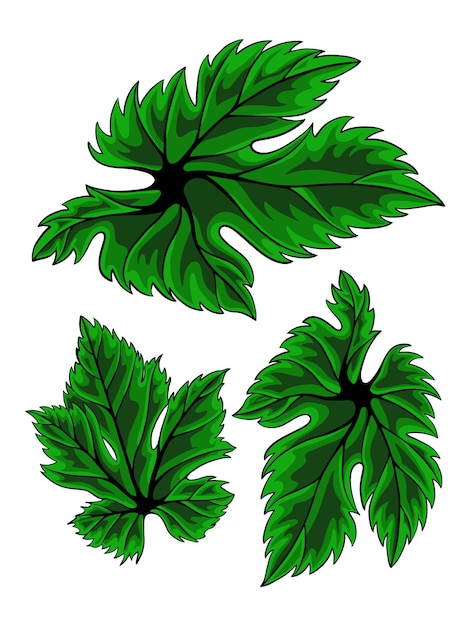 organic plant vector elements