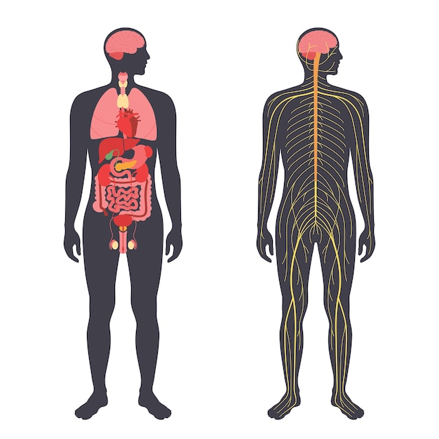 Вектор Органы и нервная система