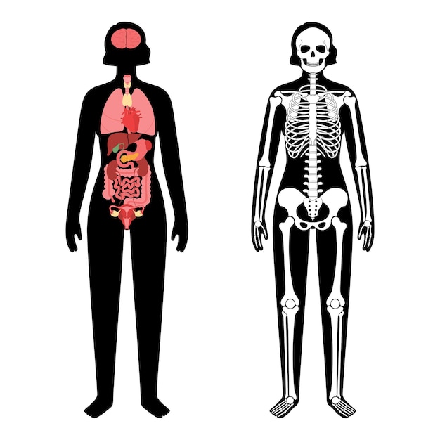 臓器と骨格
