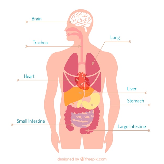 Vector organs body