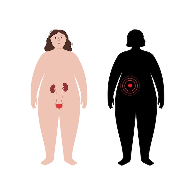 Organs in obese human body