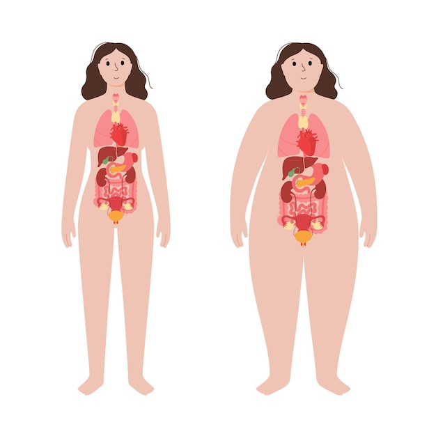 Vector organs in obese human body
