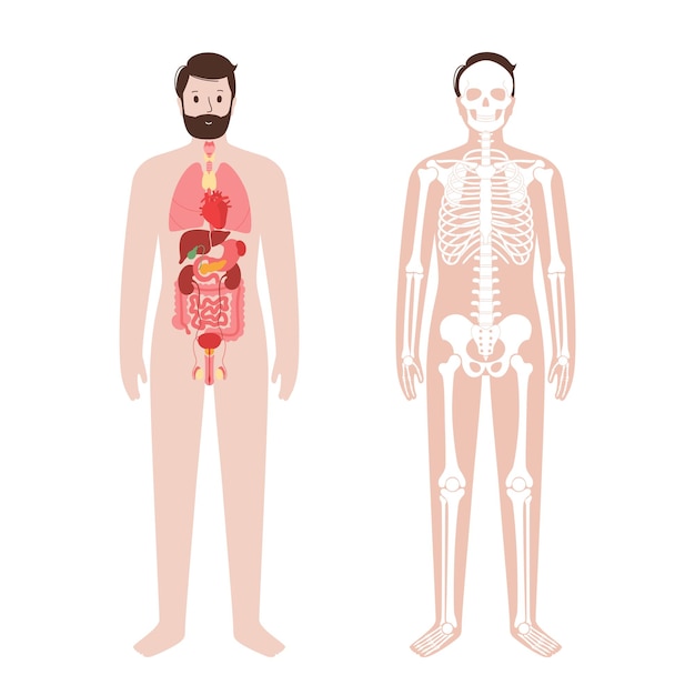 Vector organs and skeleton