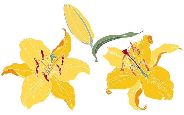 Oriental lily bloemen