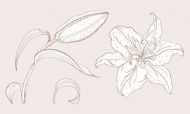 Vector oriental lily bud and flower
