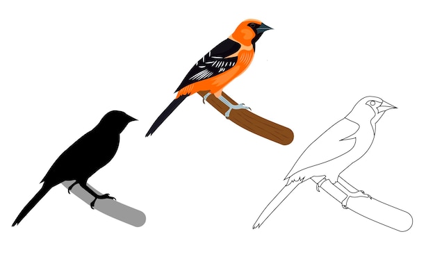 Oriole vector image