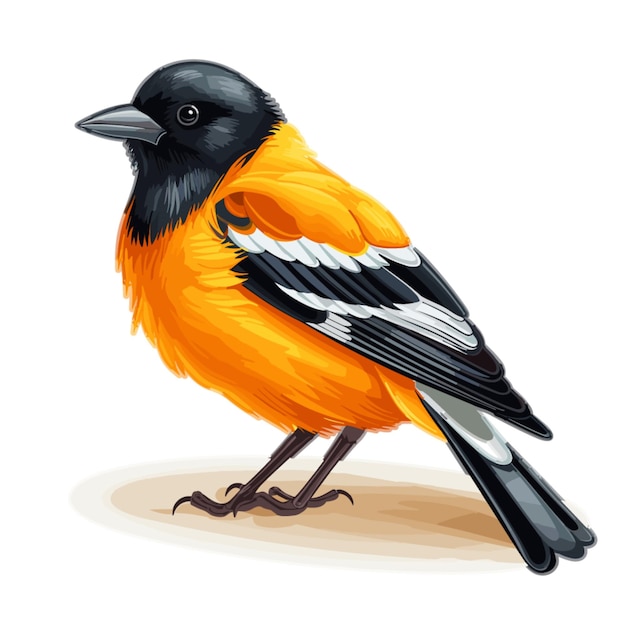 Oriole vector op witte achtergrond