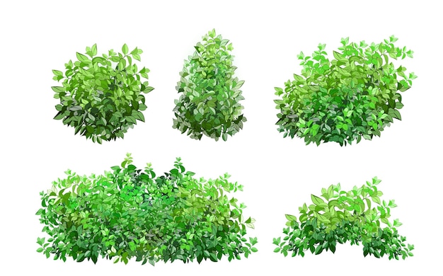 Ornamental green plant in the form of a hedge.Realistic garden shrub.