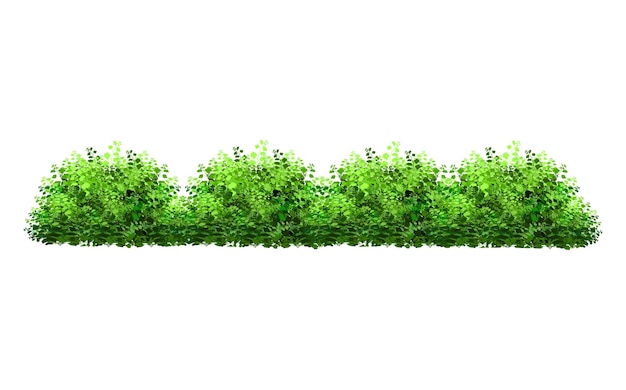 Vector ornamental plant in the form of a hedge.realistic garden shrub, seasonal bush, boxwood, tree.