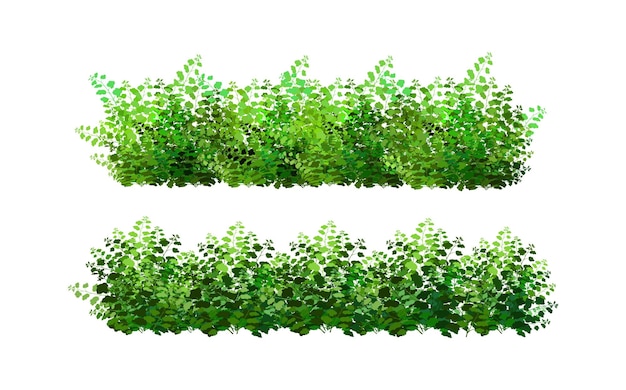 Vector ornamental plant in the form of a hedge.realistic garden shrub, seasonal bush, boxwood, tree.