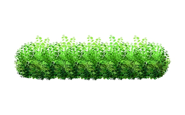 Vector ornamental plant in the form of a hedge.realistic garden shrub, seasonal bush, boxwood, tree.