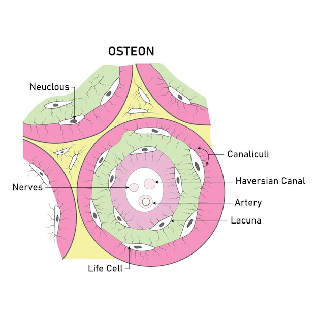 벡터 osteon neuclous canaliculi haversian 운하 동맥 lacuna 생명 세포 신경 neuclous 벡터