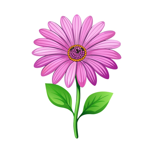 Vector osteospermum isolated on white background