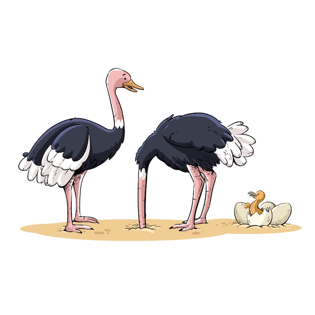 Ostrich family