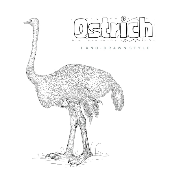 Ostrich hand drawn animal illustration