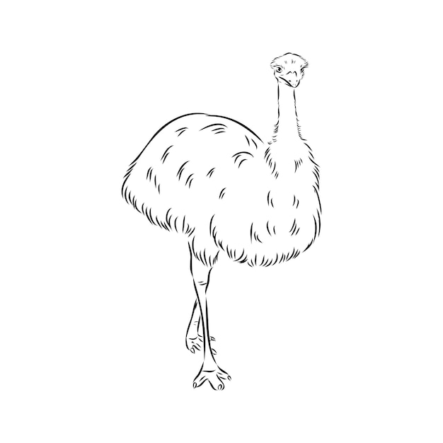 Ostrich hand drawn vector animal illustration ostrich vector