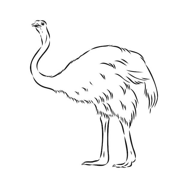 Ostrich hand drawn vector animal illustration ostrich vector