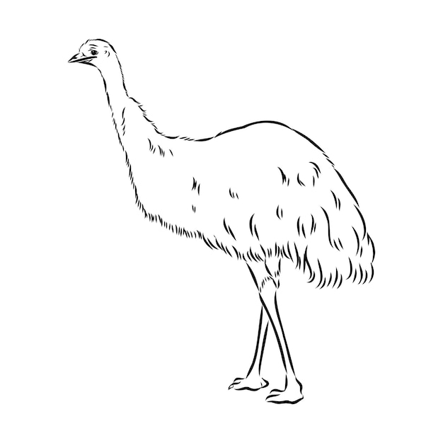 Ostrich hand drawn vector animal illustration ostrich vector