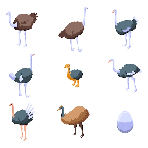 Vector ostrich icons set, isometric style