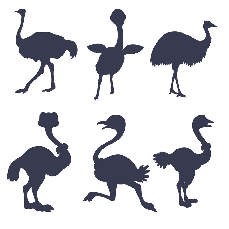 Vector ostrich silhouettes on white background vector illustration