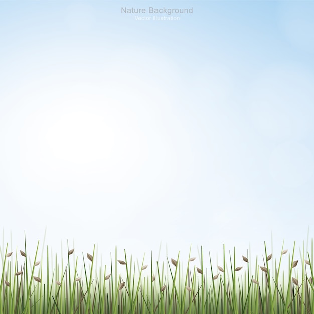 Vector outdoor background of grass field