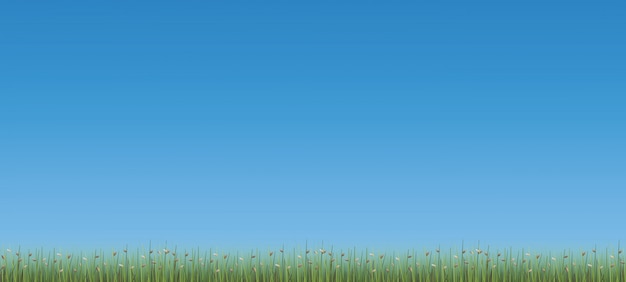 Outdoor background of green field with blue sky background.