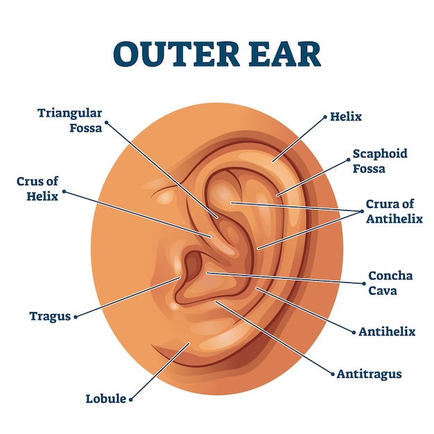 Outer ear anatomical structure educational scheme . labeled diagram with human sensory organ. isolated closeup with triangular fossa, helix, tragus, lobule and concha cava location.