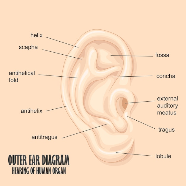 Vector outer ear diagram hearing of human organ