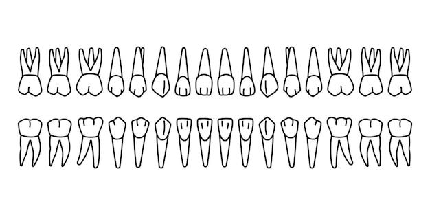 teeth outline