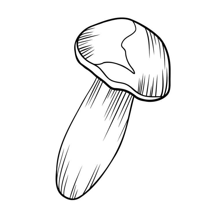 Vector outline art clipart of mushroom vector doodle illustration