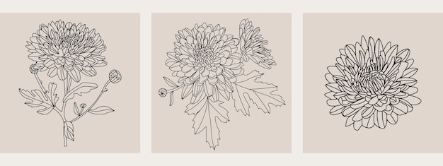 Outline asters flowers set Line art vector illustration