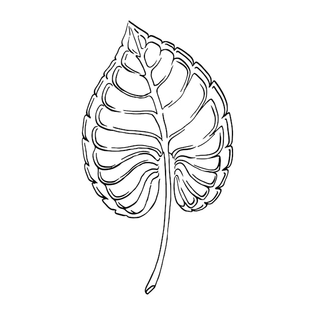 Outline branches with leaves Contour thin leaf Botanical set of hand drawning lineart