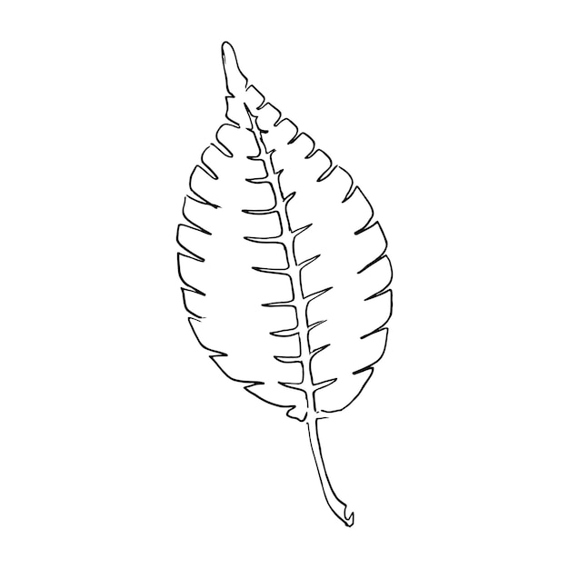 Outline branches with leaves Contour thin leaf Botanical set of hand drawning lineart