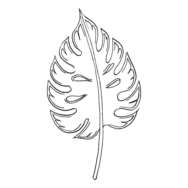 Вектор Контур ветвей с листьями. контур тонкого листа. ботанический набор ручного рисунка линейного рисунка.